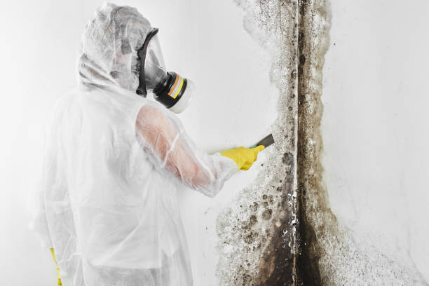 Best Residential Mold Remediation in Everett, PA